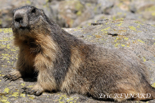 Faune et animaux de la vallée de la Vesubie et du parc du Mercantour